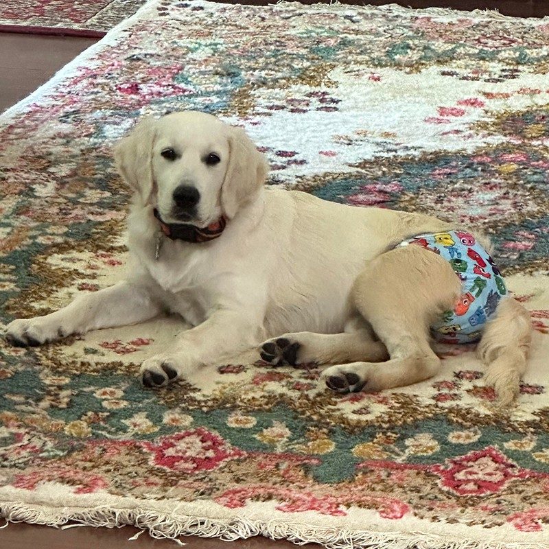Golden retriever laying on a rug, wearing a colorful diaper.