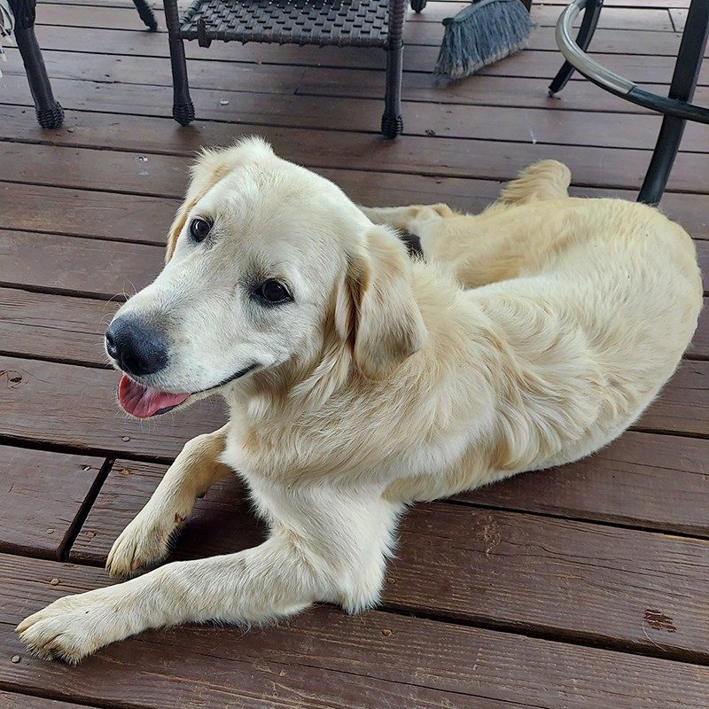 Golden retriever laying on a porch.