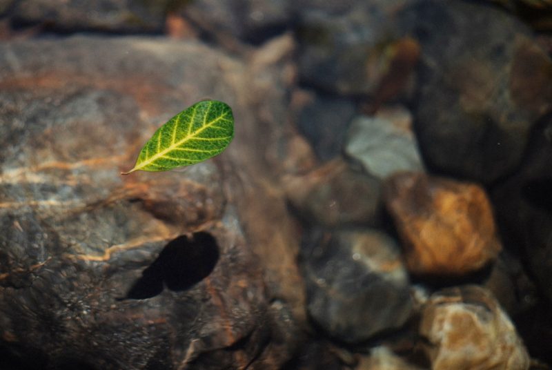 A leaf floats in a natural pool of clear water.