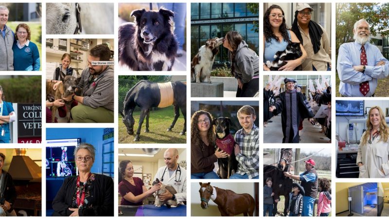 End of year montage of pictures 2023 End of year montage of pictures 2023