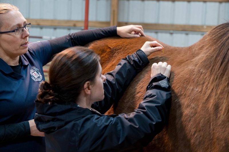 Two veterinary professionals performing acupuncture on a horse.
