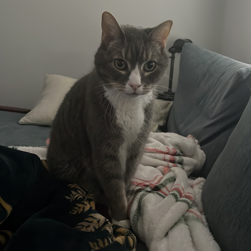 Andrew Gorman 3 Grey cat sitting on blankets on a couch.