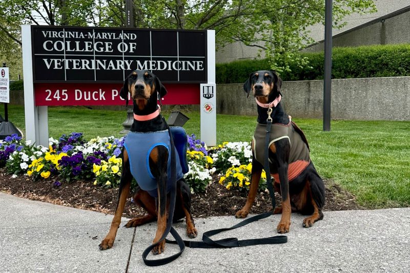 Two dogs in harnesses sitting in front of flowers.