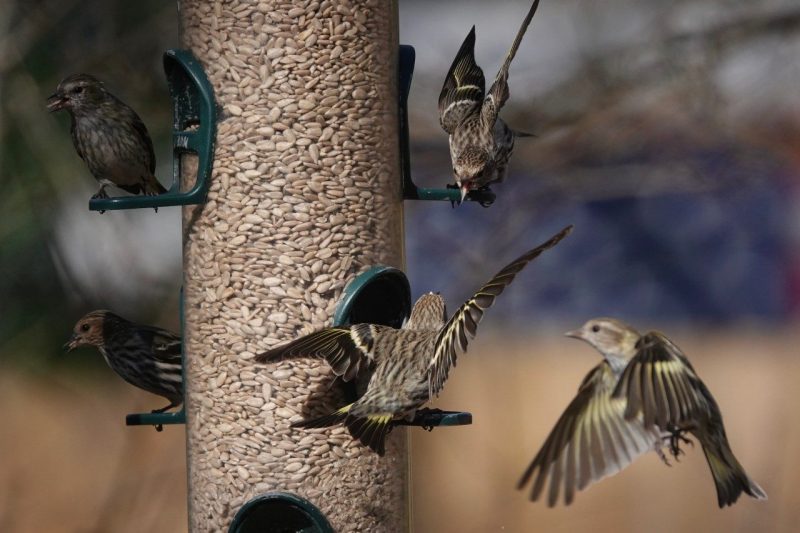 birds flying around a feeder 
