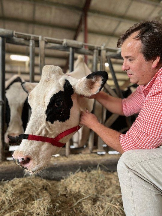 A researcher kneels next to a black and white cow inside a dairy barn, gently fastening a red halter with a tiny recording device over its head.