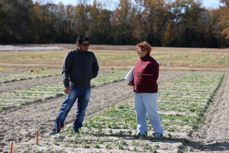 A man and woman, both Virginia Tech researcher, stand in a field of small green plants talking.