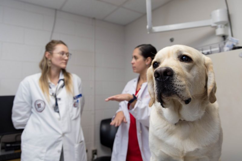 White dog waiting to be examined.