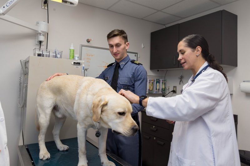 White dog being examined.