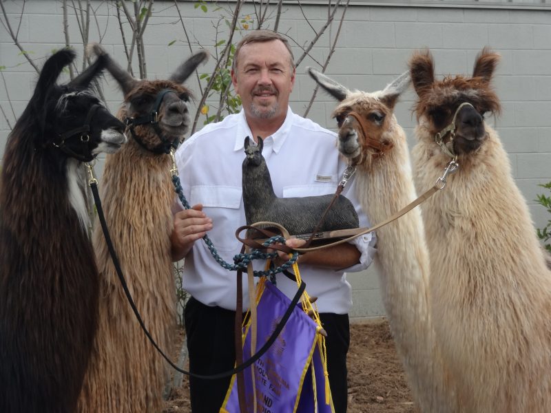 Award-winning llamas