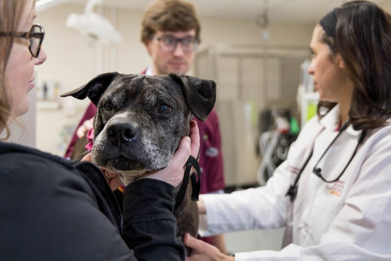 a veterinarian in a white coat examines a dog while talking to a student while a third person comforts the dog 