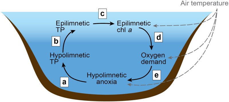 This is a graphic that shows a lake and the flow of low oxygenated water from the deep waters cycling through to the surface waters.