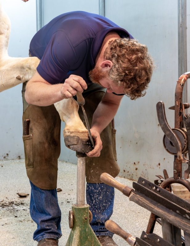 Farrier chiseling on a horse hoof.