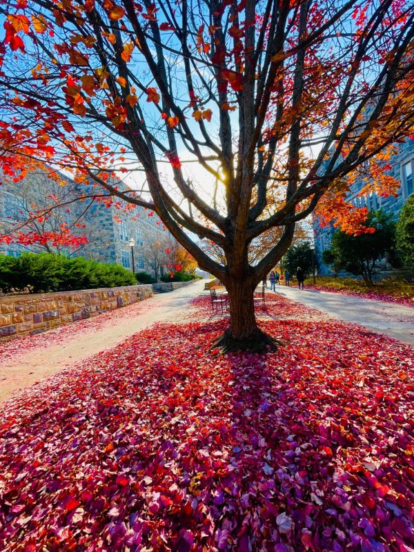 Pictured: Beautiful fall day between Pamplin and Burruss Hall. Photo courtesy of Didar Islam.