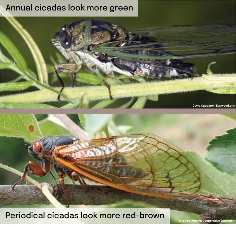 image of an insect with green-black coloration and small body and a second image with larger body and wings and brown coloring