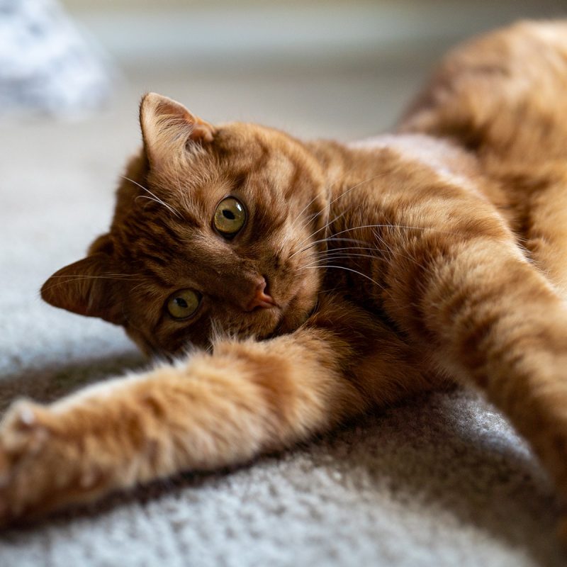 Orange cat laying on carpet.
