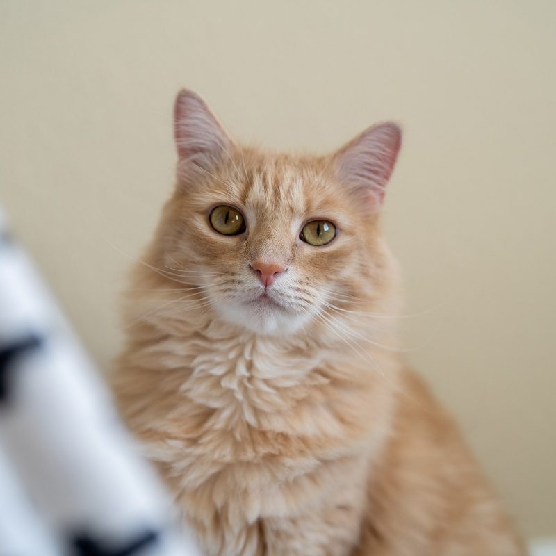 Light orange cat looking at the camera.