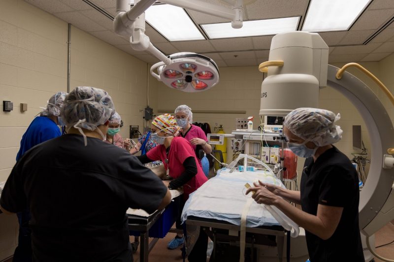 Veterinary college team members prepare for Loki's surgery. 