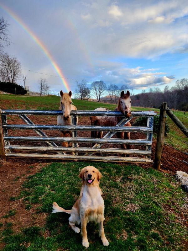 Loki Hollowell, a cherished 1-year-old golden retriever sitting in front of a gate with two horses behind him. There is a double rainbow in the background.