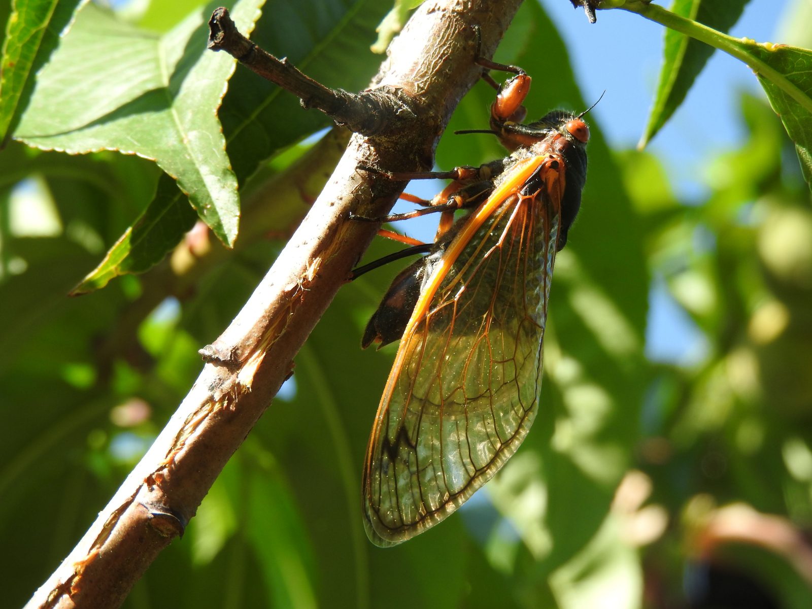 Newswise: Billions of cicadas are coming as two rare broods emerge, but not for everyone says expert
