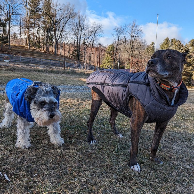 Two dogs standing outside in winter coats.
