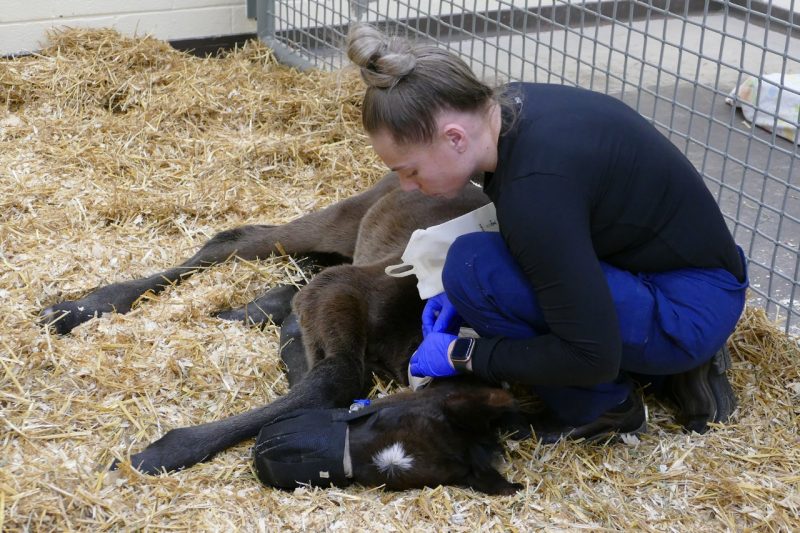 Shae Baker, patient care veterinary assistant checks the colt foal's catheter placement.