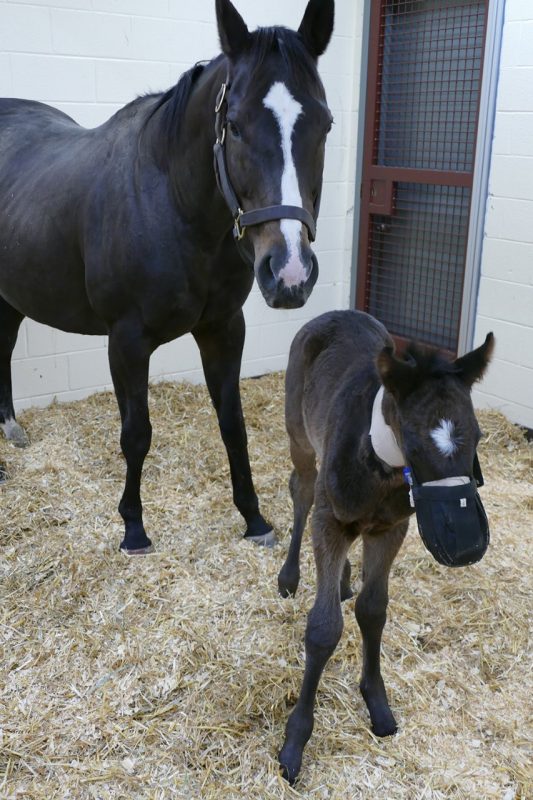 Miss Ocean City and her colt foal.