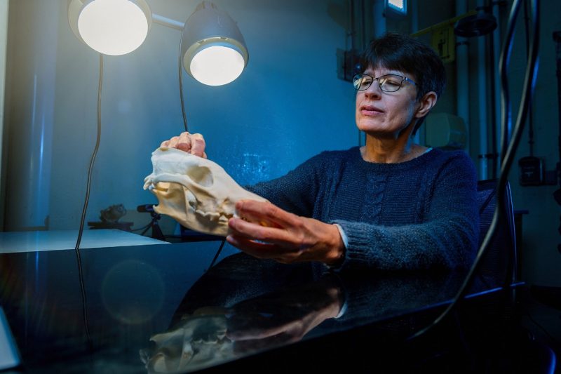 Teresa Southard examining a skull.