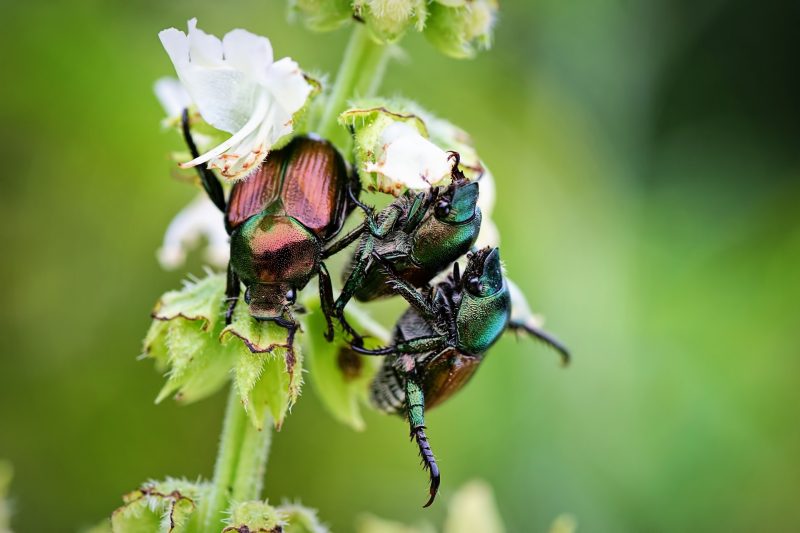 Japanese beetles clustering on flowers. Image courtesy Pixabay