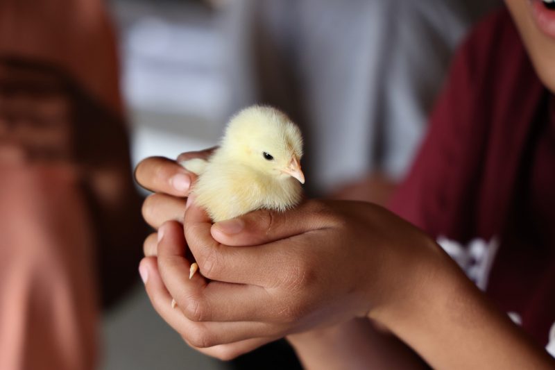 third graders holds baby chick