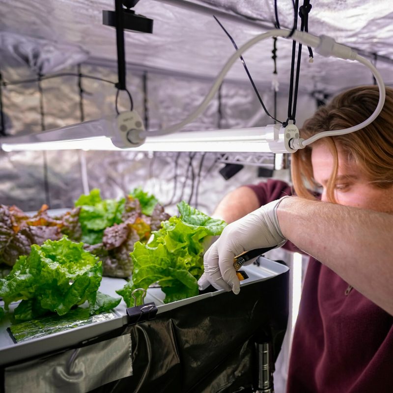 A man wearing gloves touches hydroponic lettuce leaves growing under a grow light..