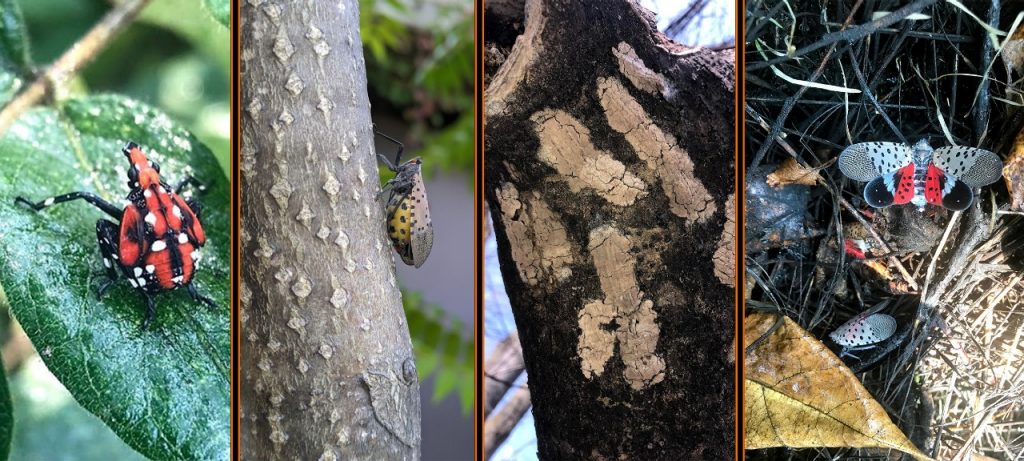(From left) The spotted lanternfly in the nymph stage, as an adult, its egg masses, and with its wings fully spread. 