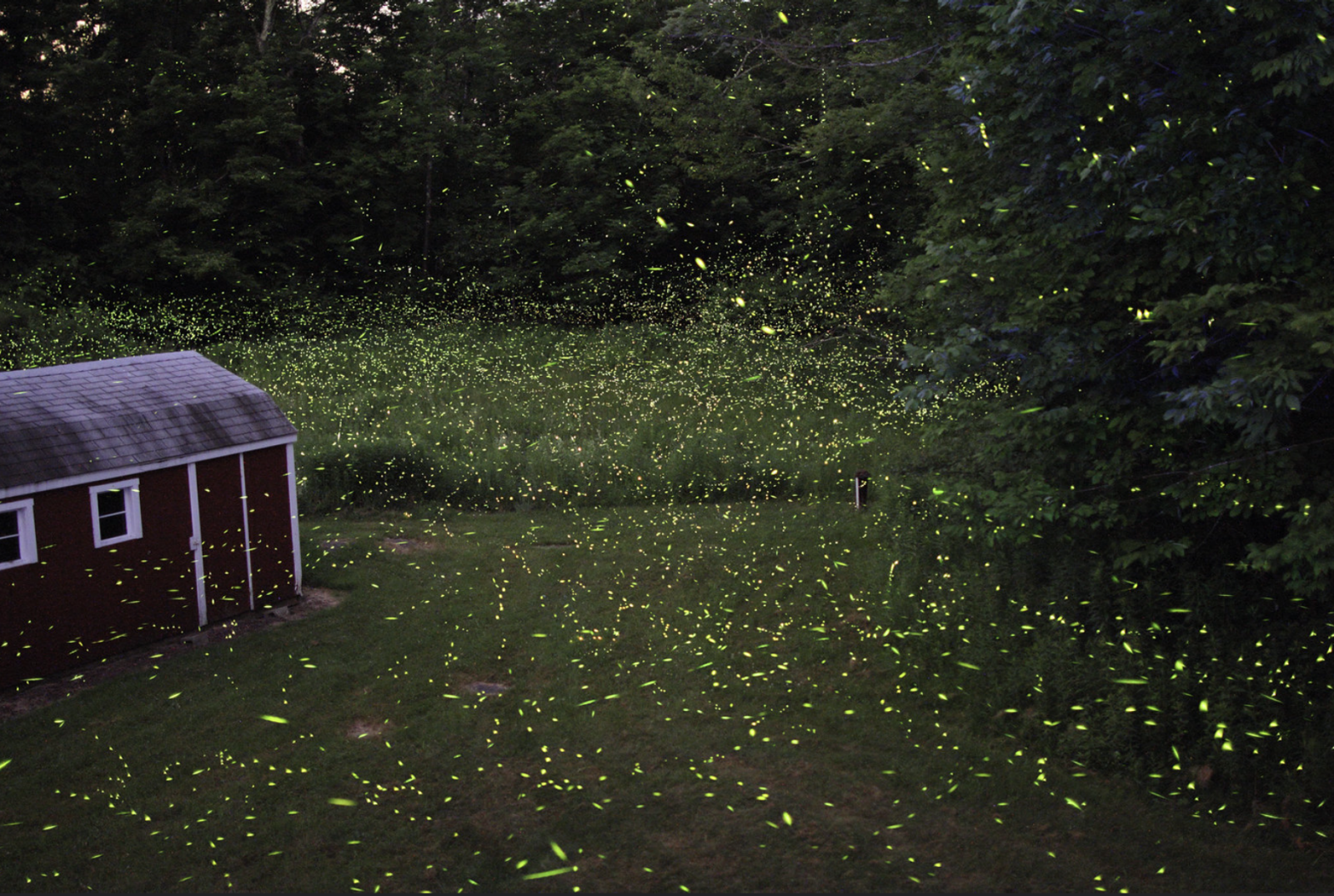 Newswise: Expert says fireflies aren’t going extinct, but their numbers are dwindling