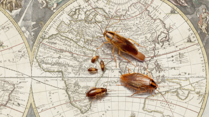 Three roaches sitting on a map of the world.