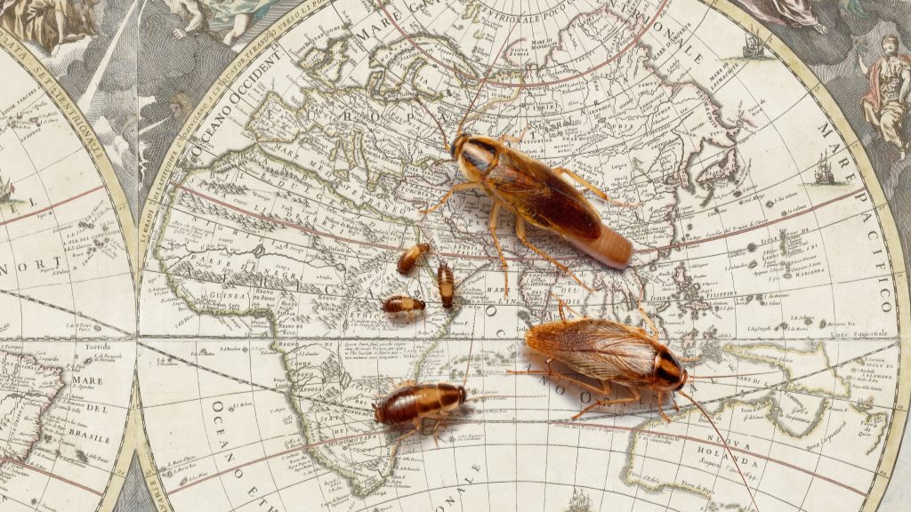 Ein Entomologe der Virginia Tech beleuchtet ein 250 Jahre altes Rätsel um die deutsche Schabe  Virginia Tech News
