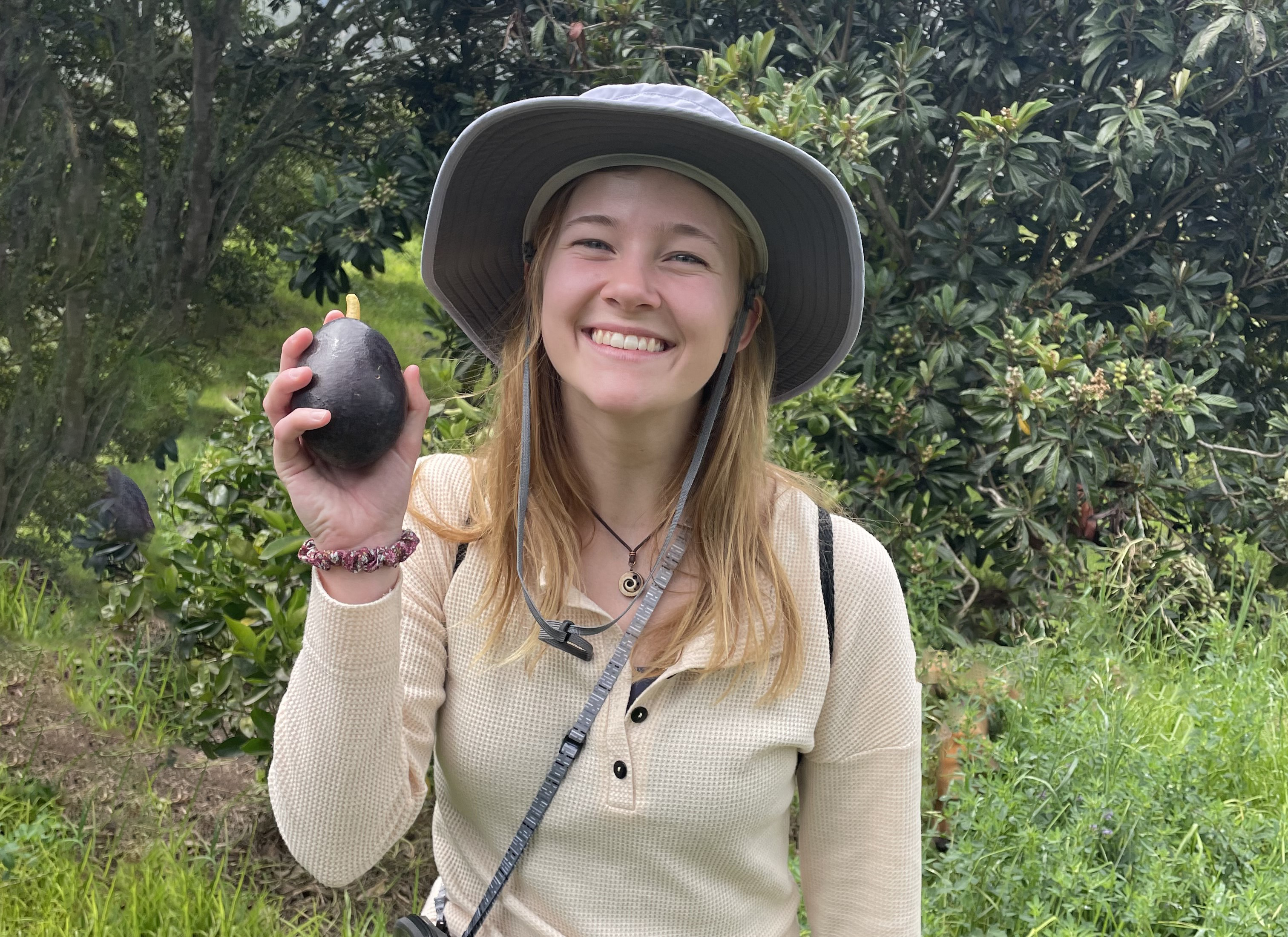 Alexa Marshall harvesting avocados at Hacienda Verde, a permaculture farm in the Andean dry forest. Photo by Morgan Harvey for Virginia Tech.