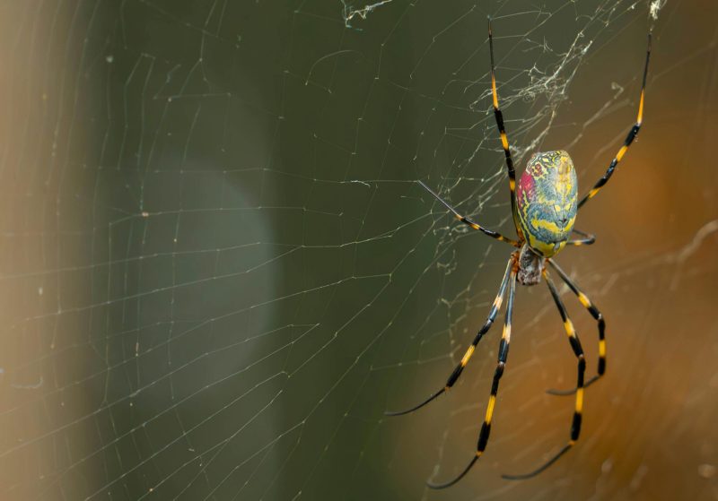 A Joro spider. Image courtesy Pexels.