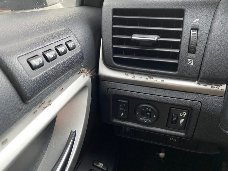 Ants in the inside of a car on the dashboard and door.