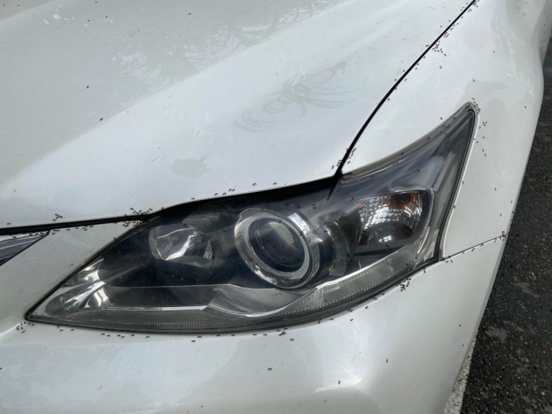 Ants on the front of a white car.