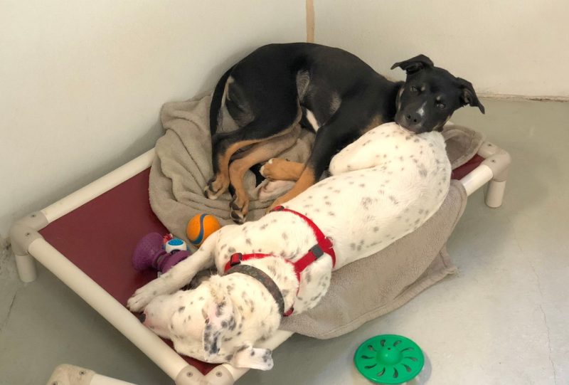 A black dog and white dog cuddle on a dog bed.