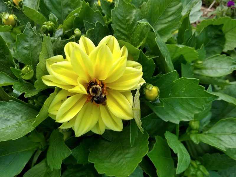 Yellow flower with a large fuzzy bumble bee in the center.