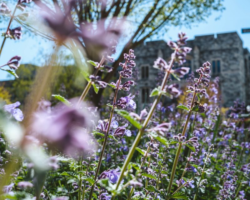 Purple flowers bloom on a sunny day in front of a Hokie Stone building.