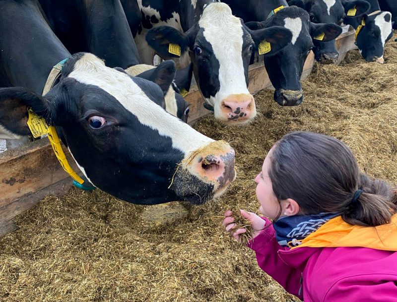 Woman kneels down to feed a cow