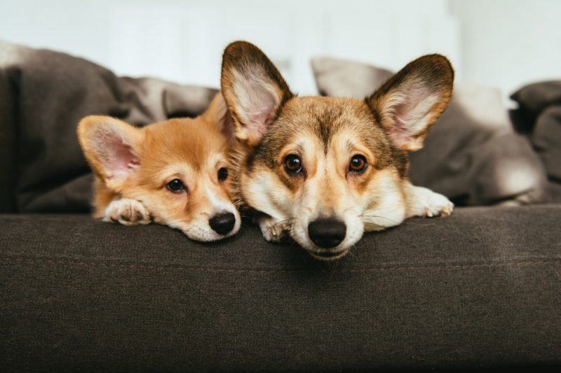 Portrait of two adorable welsh corgi dogs laying on sofa at home.