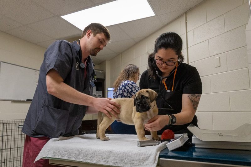 A litter of thirteen mastiff puppies visited the therio team at the Veterinary Teaching Hospital to get puppy exams and vaccinations. 