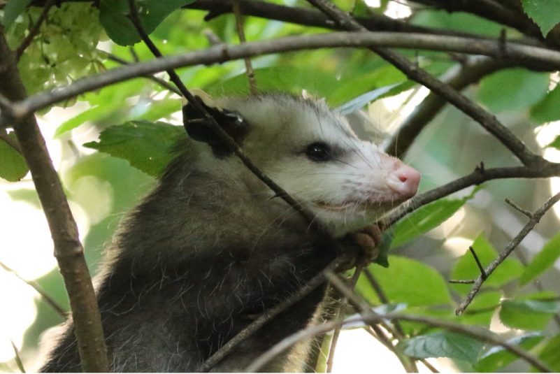 Virginia Opossum