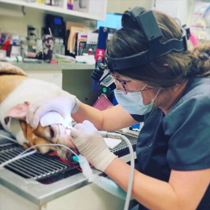 Kaitlyn McBane 3 Kaitlyn McBane doing a canine dental cleaning. Photo courtesy of Kaitlyn McBane.
