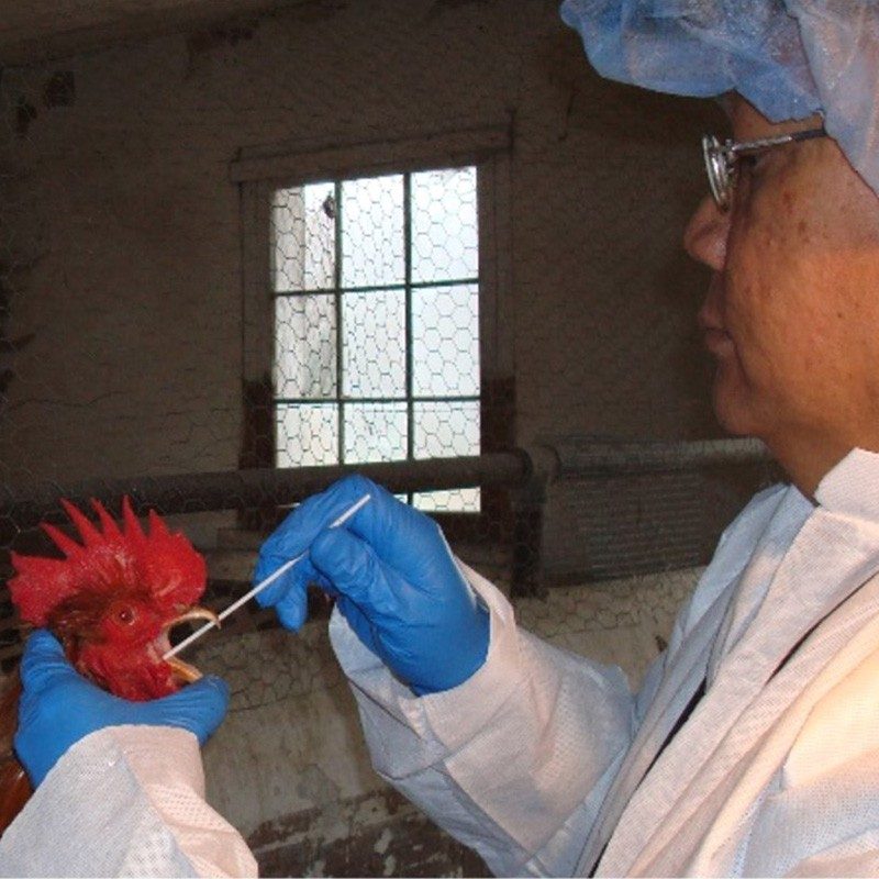 Nathaniel Tablante Nathaniel Tablante swabbing a chicken.