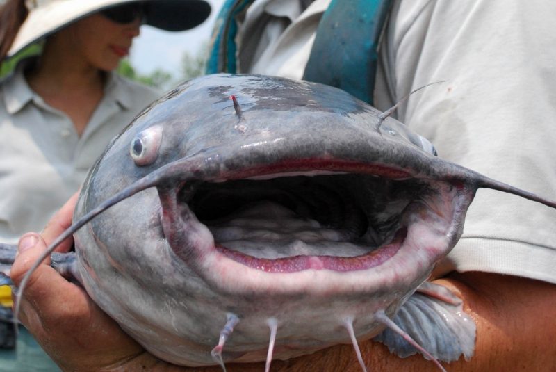 Blue catfish held and opening mouth.