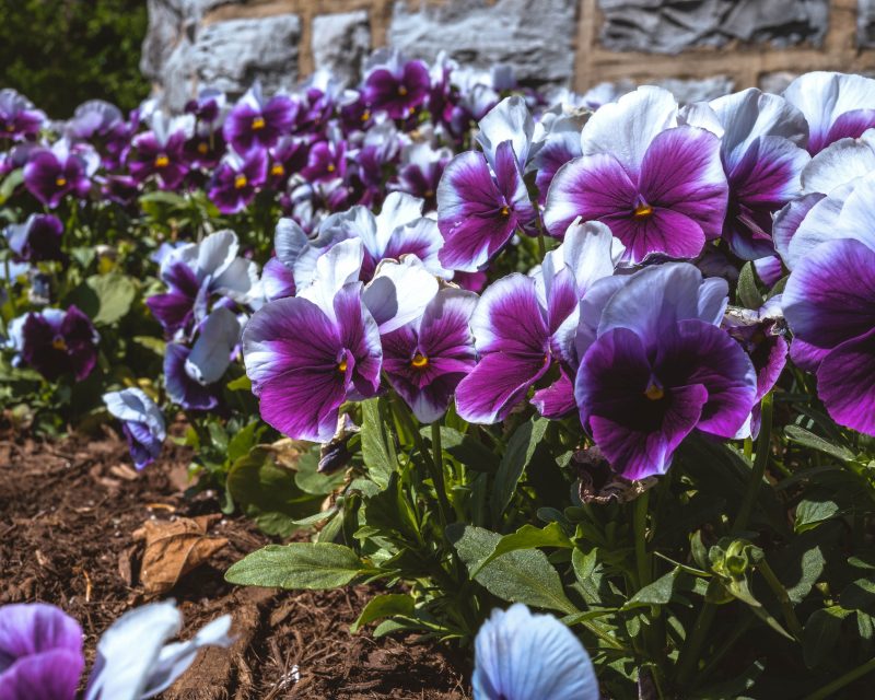 Purple flowers bloom in front of a Hokie Stone building