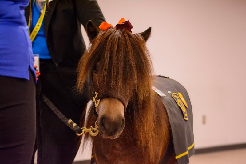 Ringo the miniature horse.
